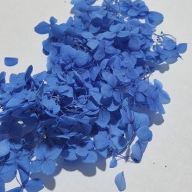 Japon Ortanca Çiçeği - Mavi
