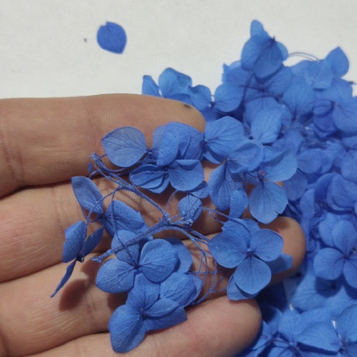 Japon Ortanca Çiçeği - Mavi