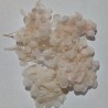 Japon Ortanca Çiçeği - Krem