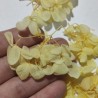 Japon Ortanca Çiçeği - Sarı