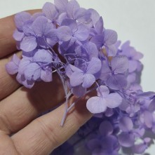 Şoklanmış Japon Çiçeği - Mor