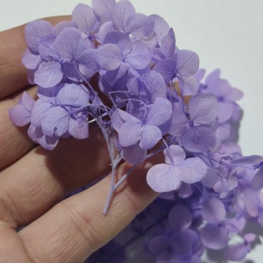 Japon Ortanca Çiçeği - Mor