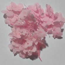 Japon Ortanca Çiçeği- Somon