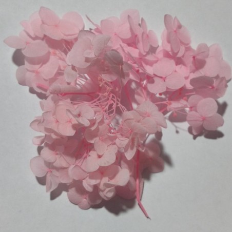 Japon Ortanca Çiçeği- Somon-