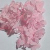 Japon Ortanca Çiçeği- Somon-