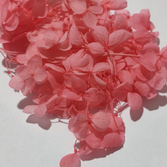 Japon Ortanca Çiçeği - Koyu Somon