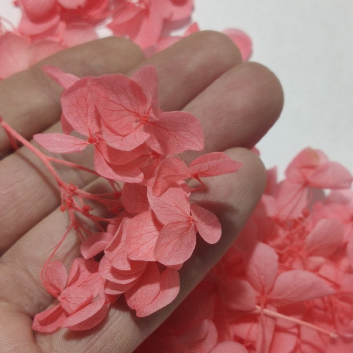 Japon Ortanca Çiçeği - Koyu Somon