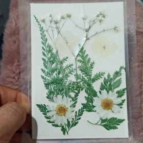 Beyaz Kuru  Çiçek  Papatya Dal Cipso Set