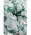 Japon Ortanca Çiçeği - Buz Mavisi