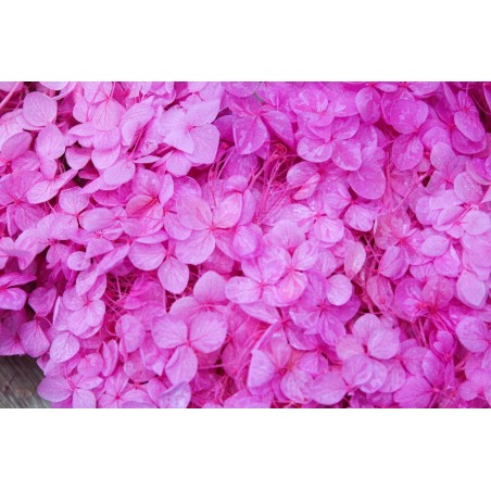 Japon Ortanca Çiçeği - Pembe