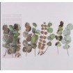 1 Paket - Okaliptus Yaprağı Sticker