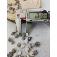 salyangoz kabuğu 10 mm ( 25 gr )