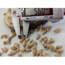 Denız kabuğu 5.6 mm ( 25 gr )