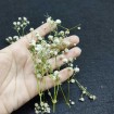 Şoklanmış Pıtırcık Kuru Çiçekler - Mini demet