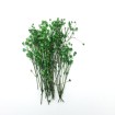 Şoklanmış Pıtırcık Kuru Çiçekler - Yeşil - Mini demet