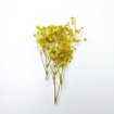 Şoklanmış Pıtırcık Kuru Çiçekler - Sarı - Mini demet