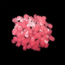 Epoksi Süsleme Pulu - Fosforlu Pembe Çiçek