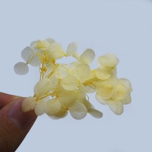 Japon Ortanca Çiçeği  - Sarı