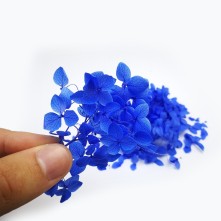 Şoklanmış Japon Çİçeği - Mavi